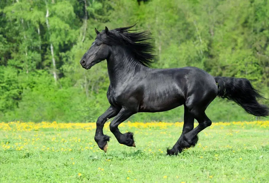 dansează caii andaluzi Expert Animal dansează caii andaluzi Expert Animal