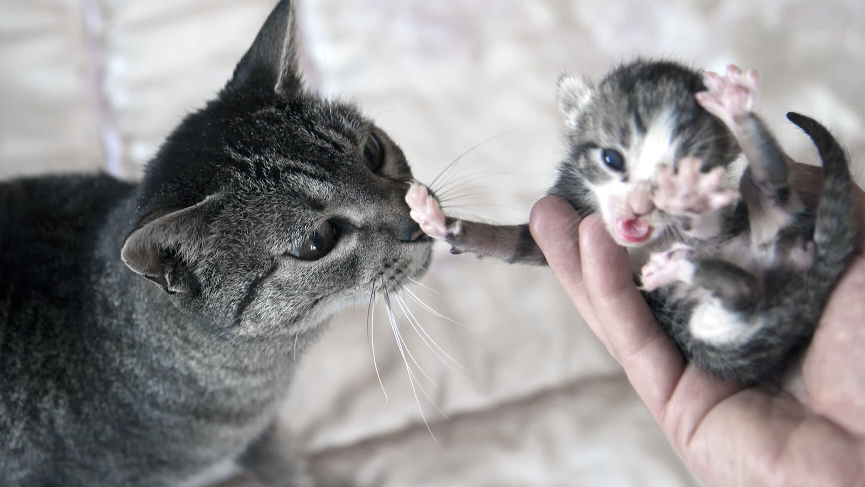 Porque los gatos abren la boca Expert Animal
